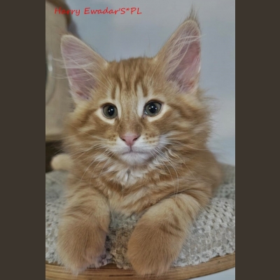 harry-ewadars-pl[1].jpg